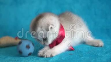 可爱的灰色小猫，大爪子在蓝色背景上玩球
